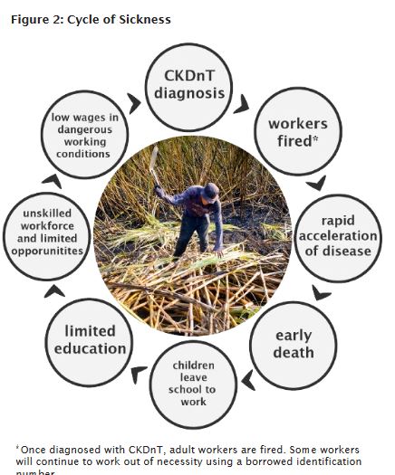 Infographic courtesy La Isla Foundation.
