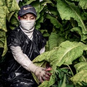 In the U.S., many teens who work in tobacco fields wear plastic garbage bags to try to avoid nicotine poisoning. [Photo courtesy Human Rights Watch]