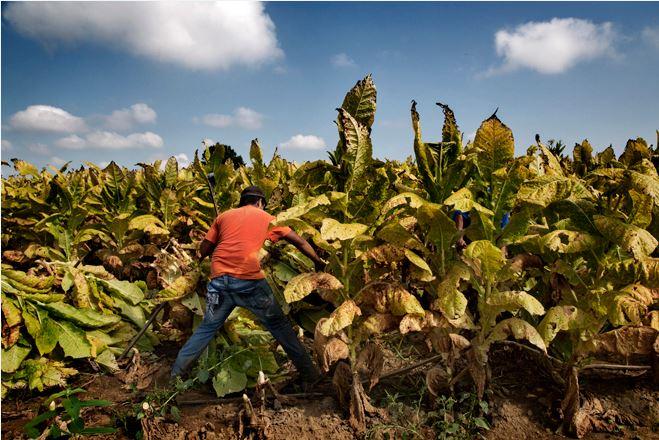 A young farmworker in the US during the tobacco harvest (photo courtesy of Human Rights Watch)